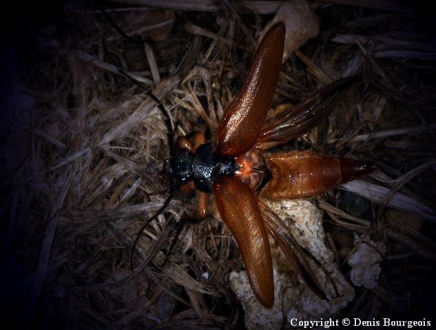 Cebrio gigas - Copyright Denis Bourgeois