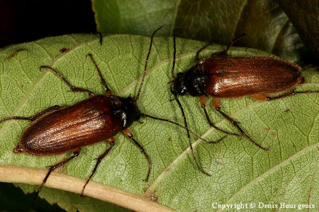 Cebrio gigas - Copyright Denis Bourgeois