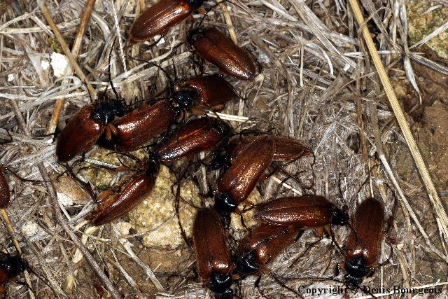Cebrio gigas - Copyright Denis Bourgeois