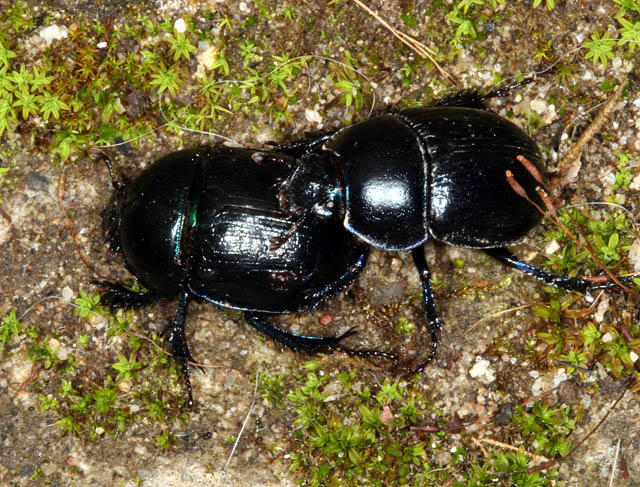 Anoplotrupes stercorosus - Copyright Denis Bourgeois