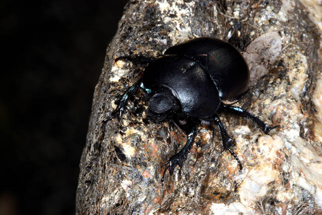 Trypocopris vernalis - Copyright Denis Bourgeois