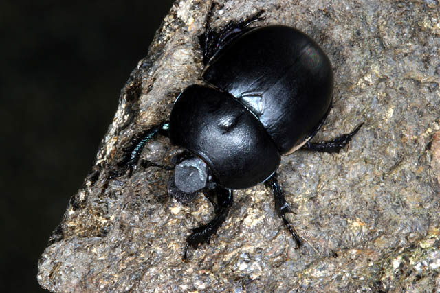 Trypocopris vernalis - Copyright Denis Bourgeois