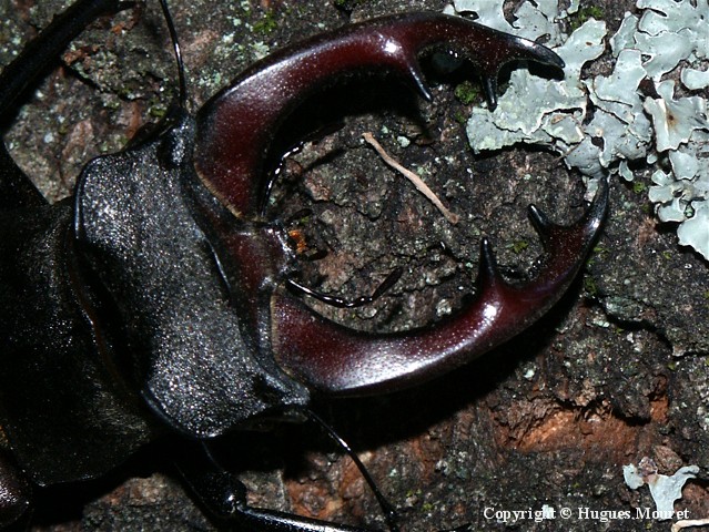 Lucanus cervus - Copyright Hugues Mouret