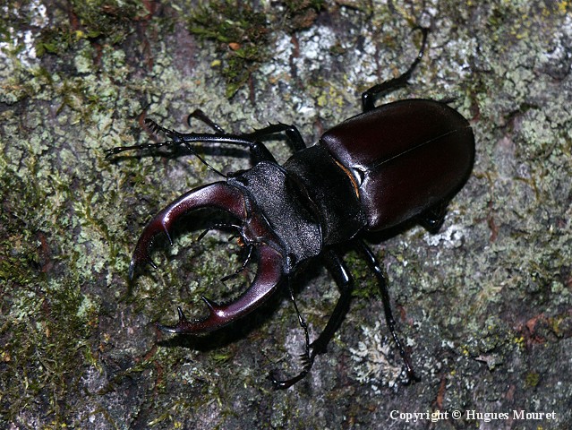 Lucanus cervus - Copyright Hugues Mouret