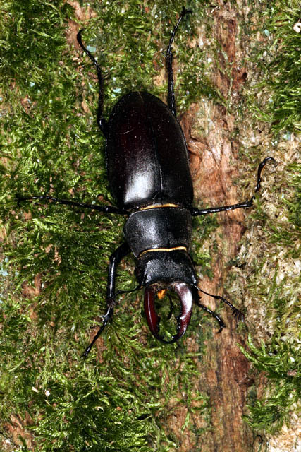 Lucanus cervus - Copyright Denis Bourgeois