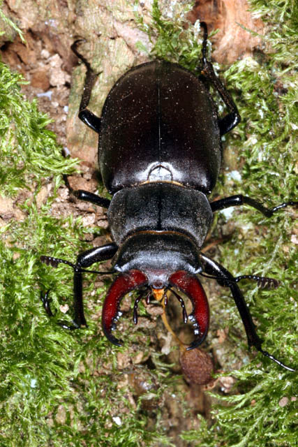 Lucanus cervus - Copyright Denis Bourgeois
