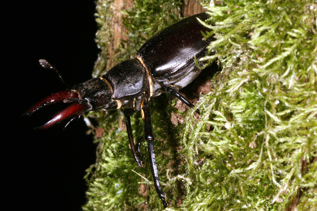 Lucanus cervus - Copyright Denis Bourgeois
