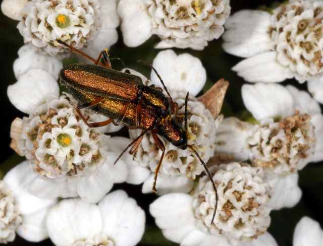 Chrysanthia geniculata - Copyright Denis Bourgeois