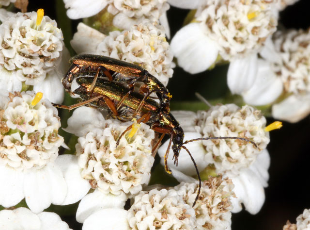 Chrysanthia geniculata - Copyright Denis Bourgeois