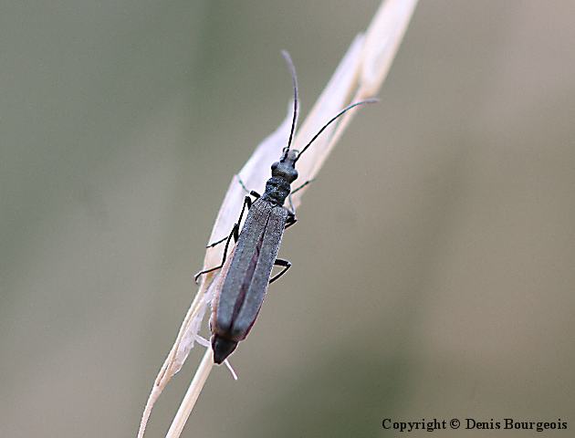 Oedemera virescens - Copyright Denis Bourgeois