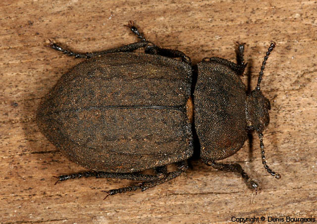 Asida dejeani - Copyright Denis Bourgeois