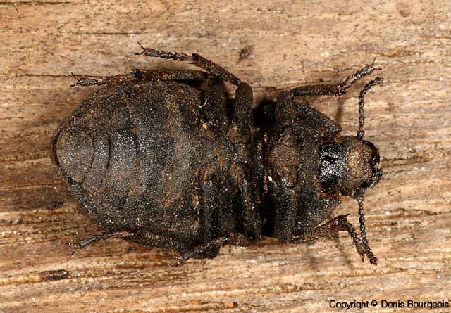 Asida dejeani - Copyright Denis Bourgeois