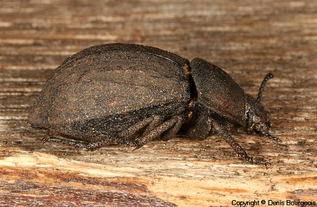 Asida dejeani - Copyright Denis Bourgeois