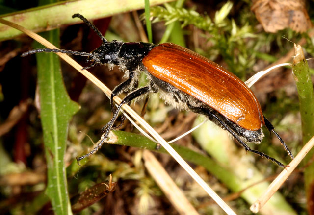 Omophlus lepturoides - Copyright Denis Bourgeois