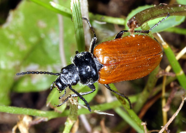 Omophlus lepturoides - Copyright Denis Bourgeois