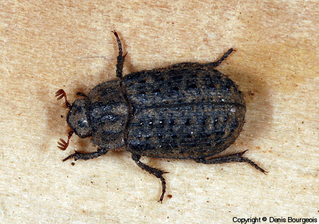 Trox scaber - Copyright Denis Bourgeois
