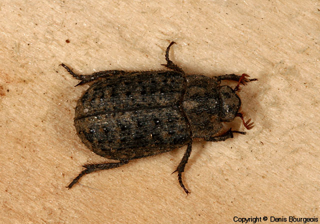 Trox scaber - Copyright Denis Bourgeois