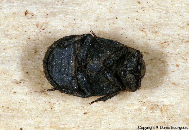 Trox scaber - Copyright Denis Bourgeois