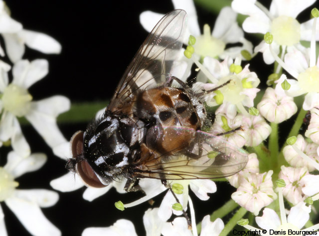 Graphomya maculata - Copyright Denis Bourgeois