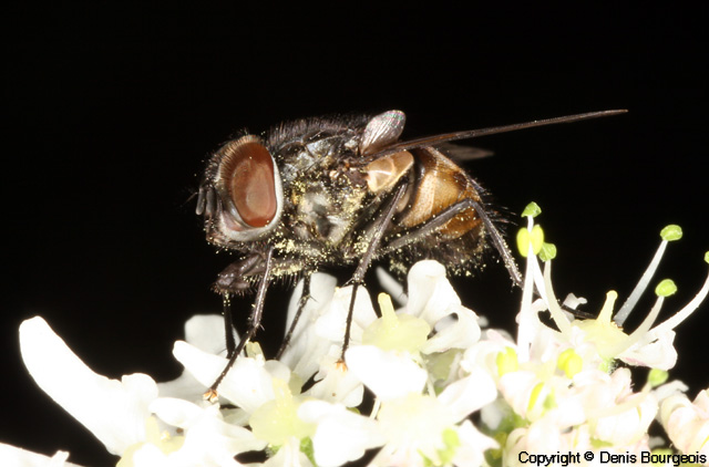 Graphomya maculata - Copyright Denis Bourgeois