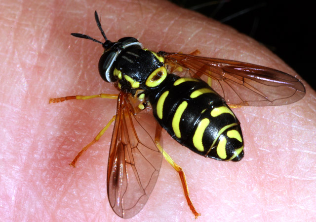 Chrysotoxum festivum - Copyright Denis Bourgeois