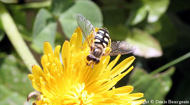 Eupeodes corollae - Copyright Denis Bourgeois