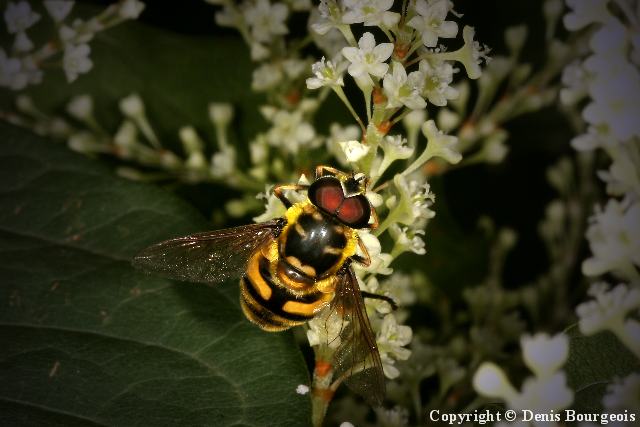 Myathropa florea - Copyright Denis Bourgeois