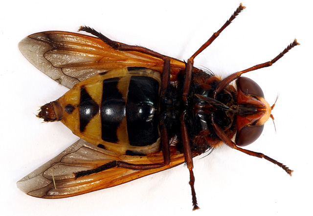 Volucella zonaria - Copyright Denis Bourgeois