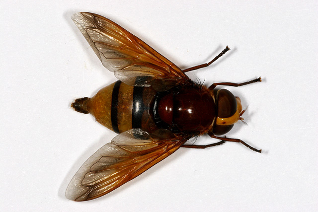 Volucella zonaria - Copyright Denis Bourgeois