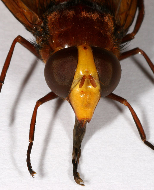 Volucella zonaria - Copyright Denis Bourgeois