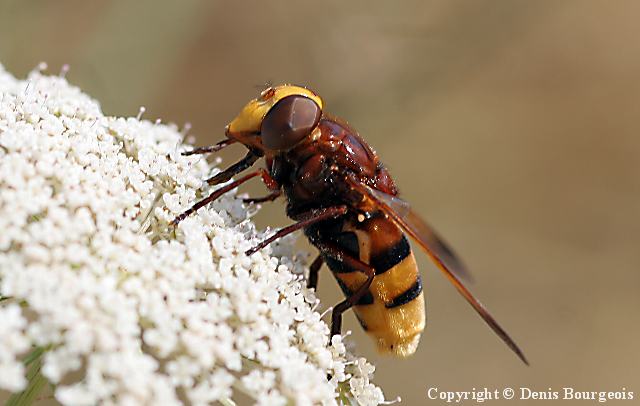 Volucella zonaria - Copyright Denis Bourgeois