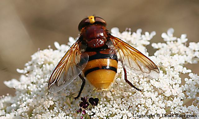 Volucella zonaria - Copyright Denis Bourgeois