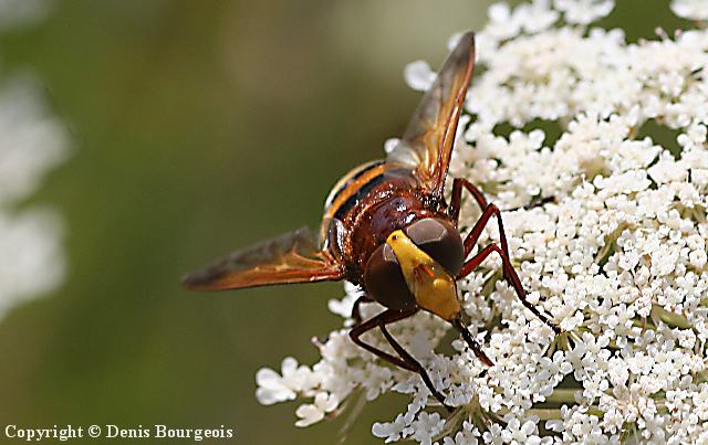 Volucella zonaria - Copyright Denis Bourgeois