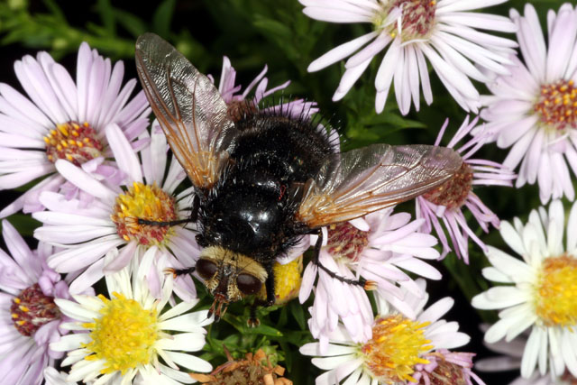 Tachina grossa - Copyright Denis Bourgeois