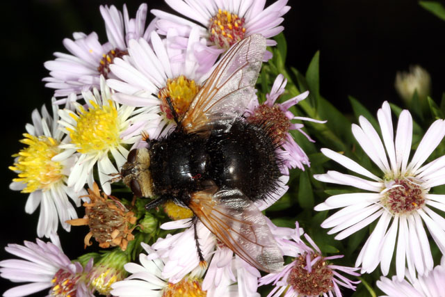 Tachina grossa - Copyright Denis Bourgeois
