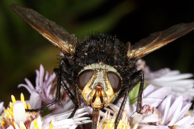 Tachina grossa - Copyright Denis Bourgeois