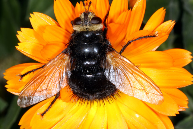 Tachina grossa - Copyright Denis Bourgeois