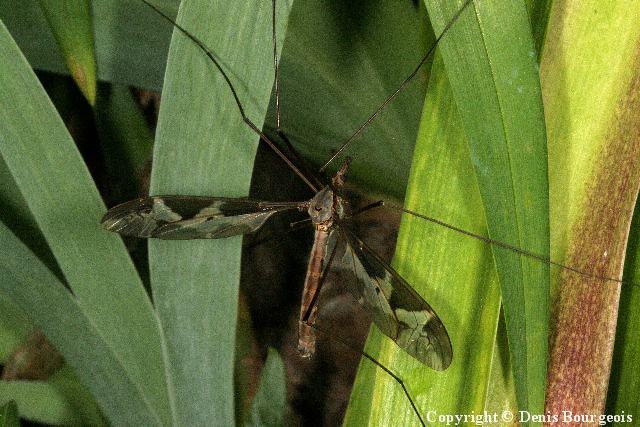 Tipula (Acutipula) maxima - Copyright Denis Bourgeois