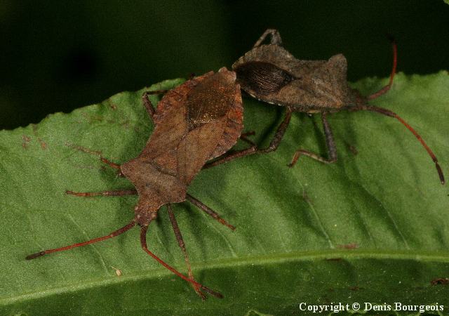 Coreus marginatus - Copyright Denis Bourgeois