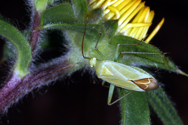 Calocoris affinis - Copyright Denis Bourgeois