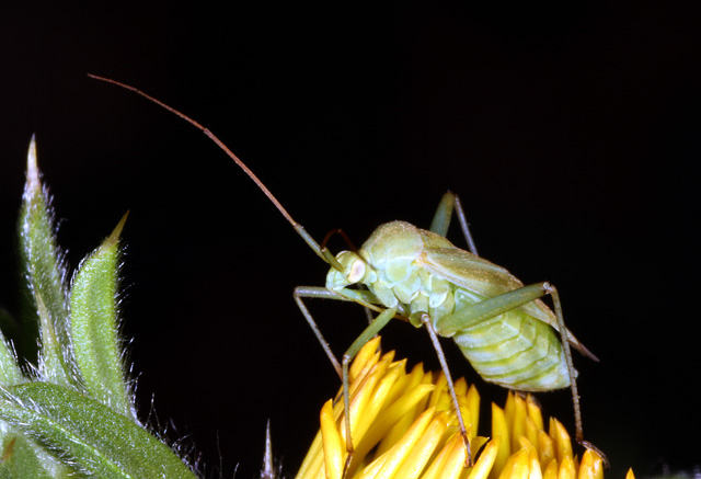Calocoris affinis - Copyright Denis Bourgeois