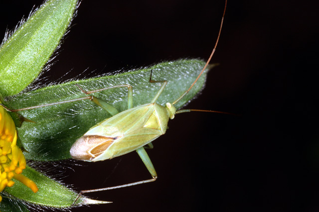 Calocoris affinis - Copyright Denis Bourgeois