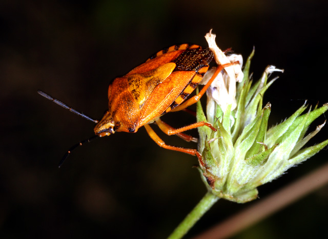 Carpocoris fuscispinus - Copyright Denis Bourgeois