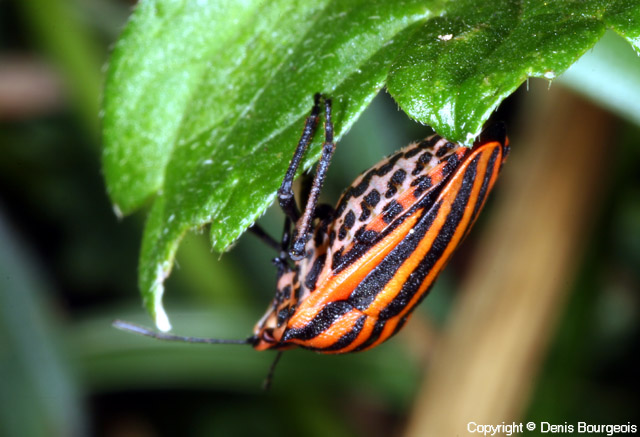 Graphosoma italicum - Copyright Denis Bourgeois