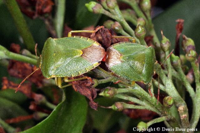 Palomena prasina - Copyright Denis Bourgeois