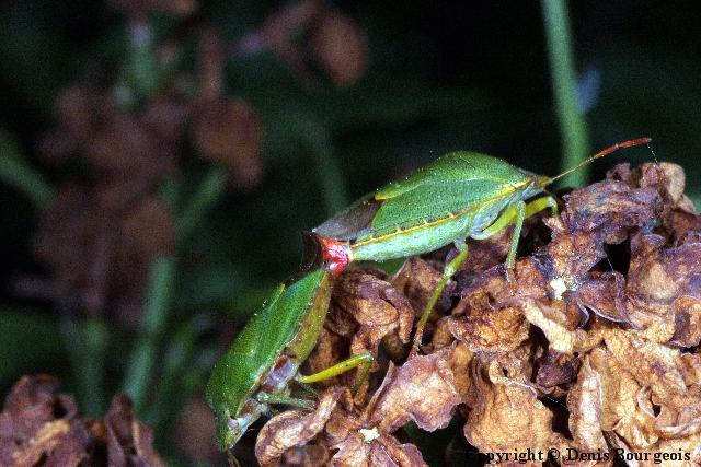 Palomena prasina - Copyright Denis Bourgeois