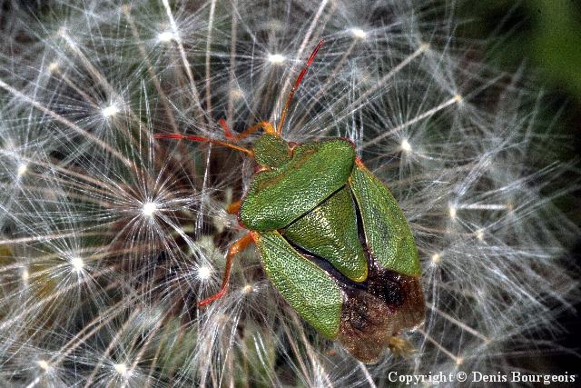 Palomena prasina - Copyright Denis Bourgeois