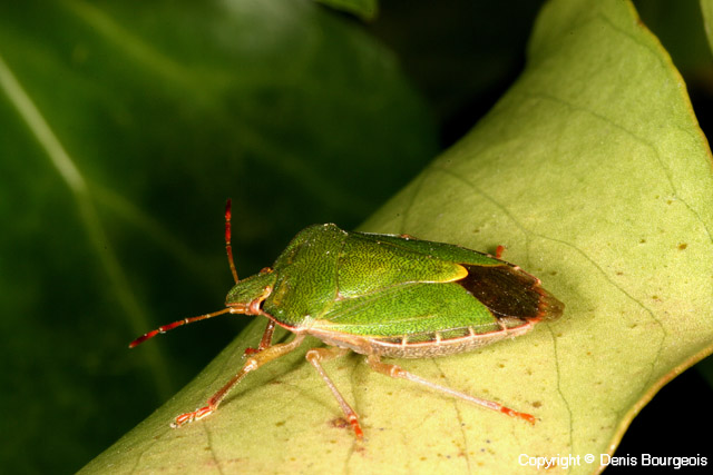 Palomena prasina - Copyright Denis Bourgeois