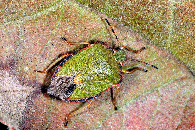 Palomena prasina - Copyright Denis Bourgeois