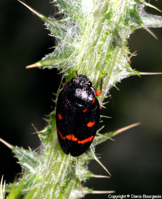 Cercopis intermedia - Copyright Denis Bourgeois